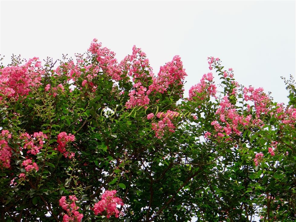   Inflorescences (Paniculate cymes)
